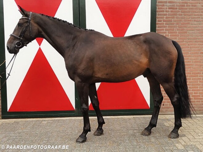 Eerste editie Equnex veiling zit erop