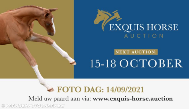 Meld je veulen aan voor Exquis Horse Auction