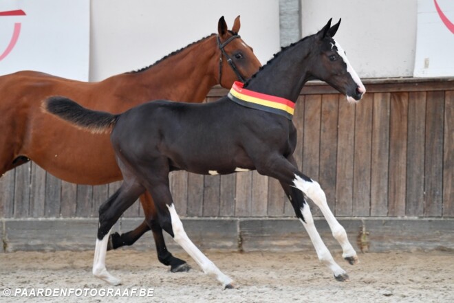 38.000 euro voor veilingtopper BWP