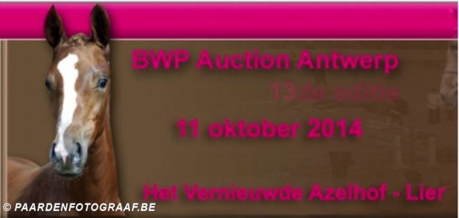 12 juli selectie veulens BWP auction Antwerp
