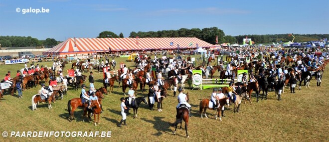 Kampioenen Nat. pony's bekend, paarden maken