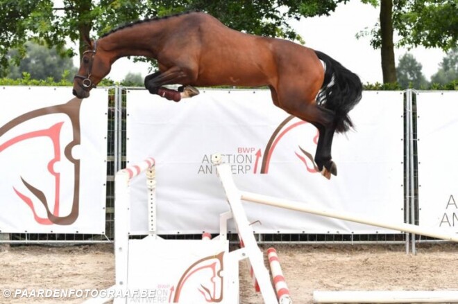 Last selection Horseman veiling vrijspringen
