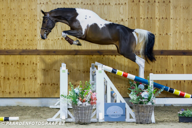 Horse Auction Belgium onthult opnieuw een veelbelovende line-up van jonge springtalenten!!!