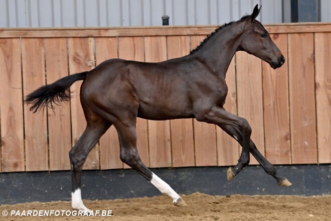 HorseDeals: prijzen voor rietjes de lucht in