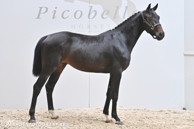 De eerste Picobello auction is nu online!
