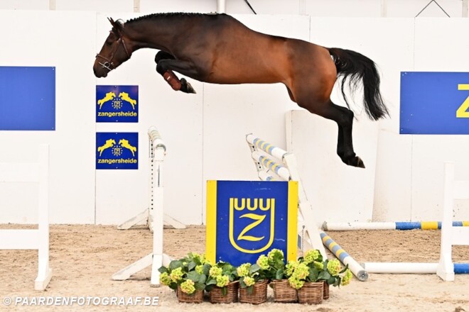 Dit zijn de winnaars van het Z-festival!