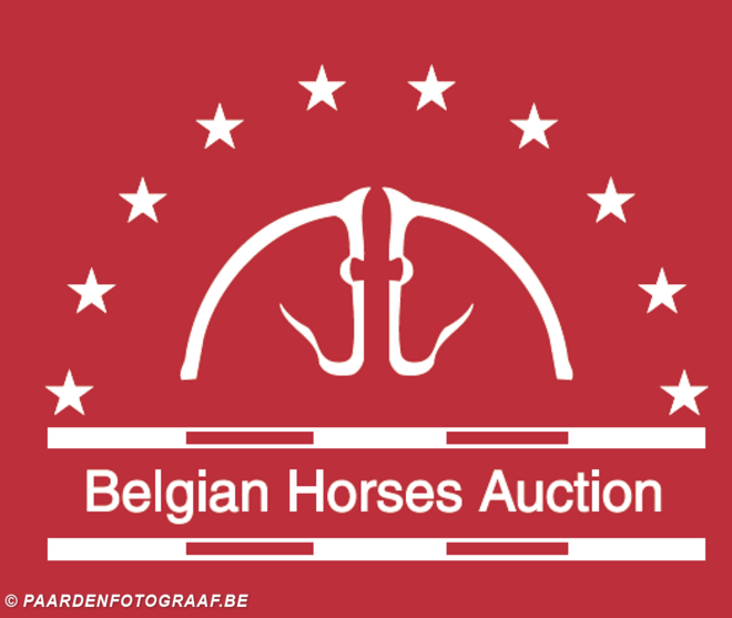 Selectie veulens Belgian Horses Auction op