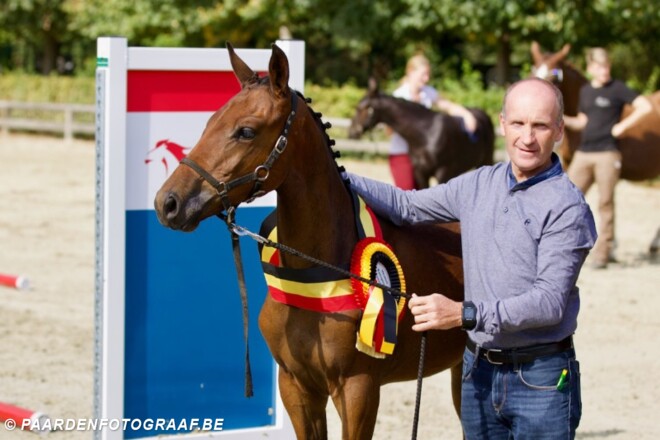 Veulenkeuring Eventing België