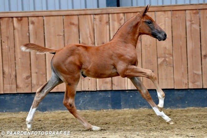 Spectaculair aanbod in collectie HorseDeals!