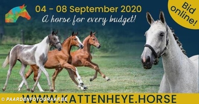 Kattenheye veilt zijn paarden