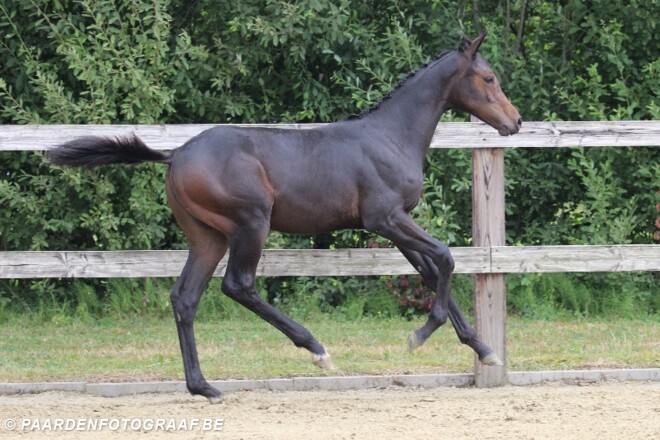 AUCTION TWINKELING OP ZATERDAG 1 OKTOBER...