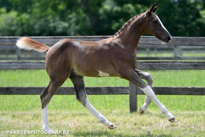 BWP Elite Foals: toppers naar Hongarije!