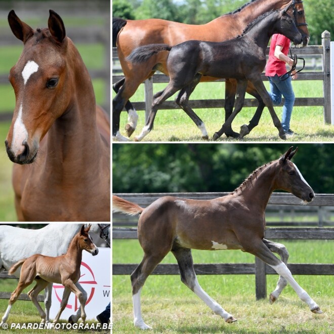 BWP Elite Foal Auction: topgenetica te koop!
