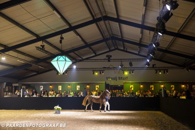 The Youngsters Auction breekt eigen records met Emerald-merrie Extra WS