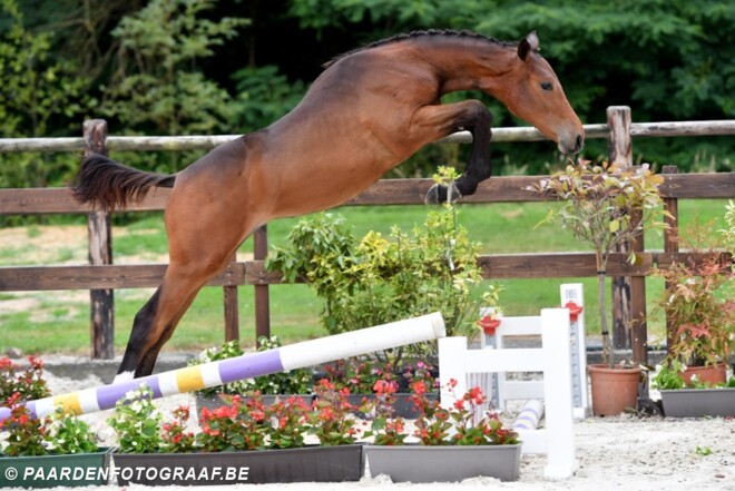 BELGIAN FOAL AUCTION  10 SEPTEMBER 2016