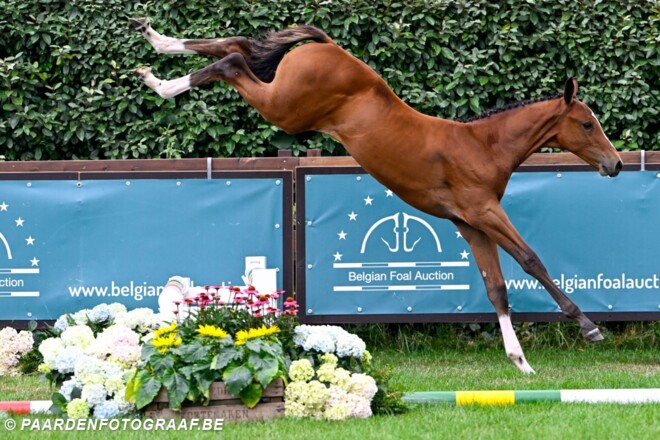 Topruiters vinden hun weg naar Belgian Foal Auction