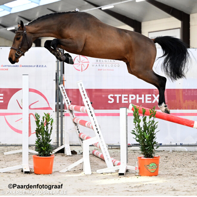 Cornet du Lys, Aganix en United Touch leveren winnaars op Belgian Youngster Trials!