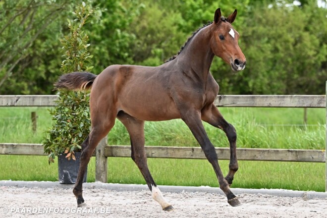 Beloftevolle Horse-Select Auction van start!
