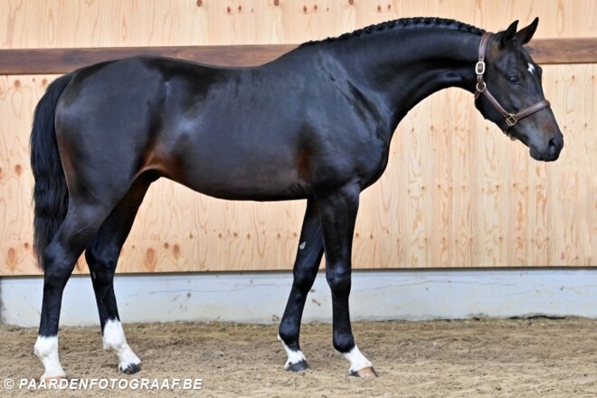 Horse Auction Belgium: opening Summer Editie