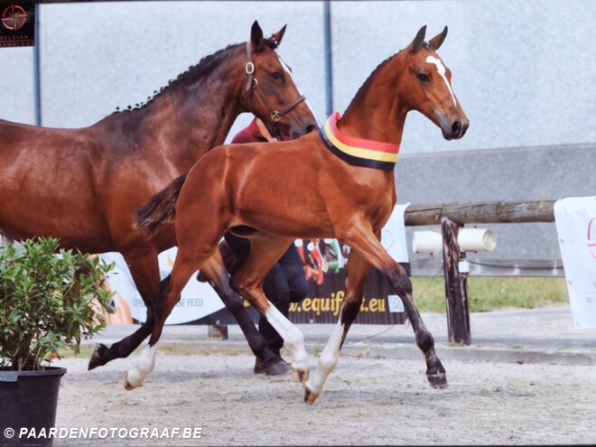 Quirinus vh Ravennest en Quinoa AEG kampioen