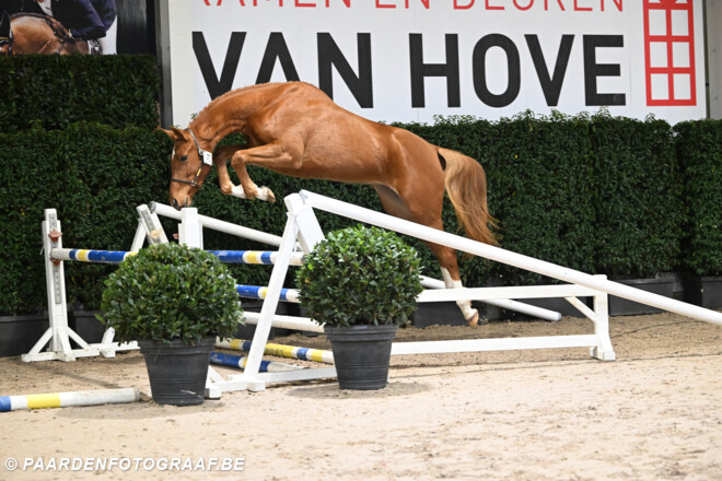 Foto's Halve Finale Vrijspringen Jumping Mechelen online!