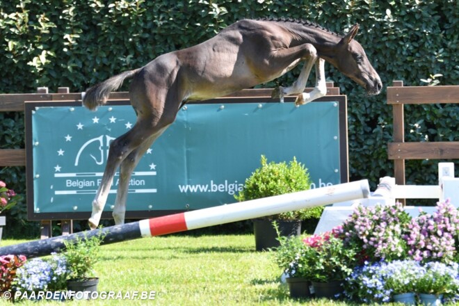 Belgian Foal Auction naar 4-sterren niveau!
