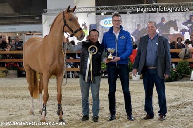 JM17: Pop Star v/d Schelpenhoeve wint bij 2j