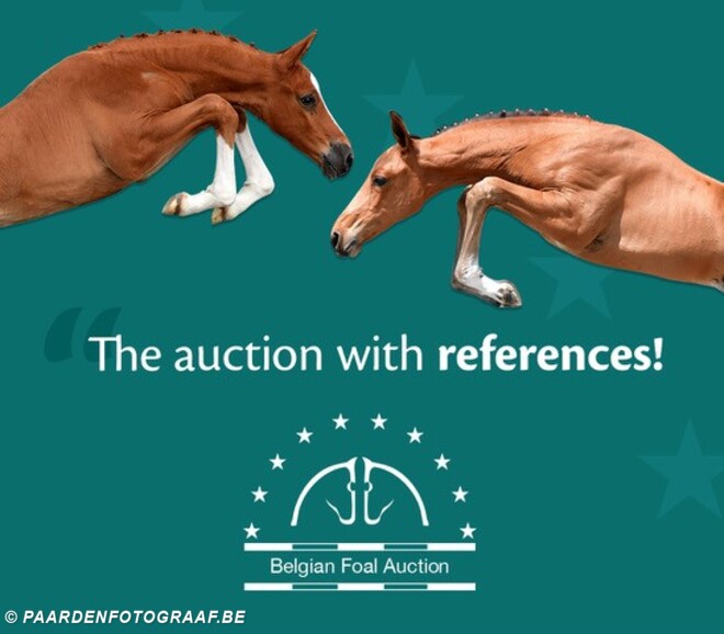 Belgian Foal Auction gaat nu toch live!