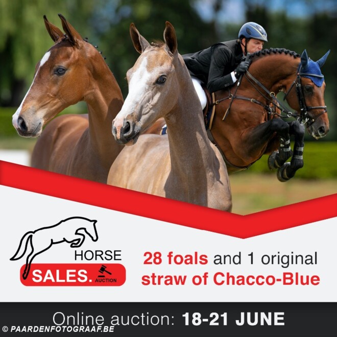 Nieuwe veulenveiling HorseSales.auction