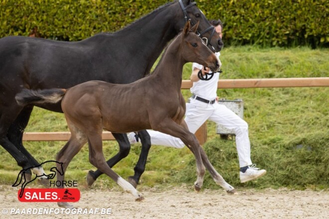 Bijna 100% score tijdens HorseSales.Auction