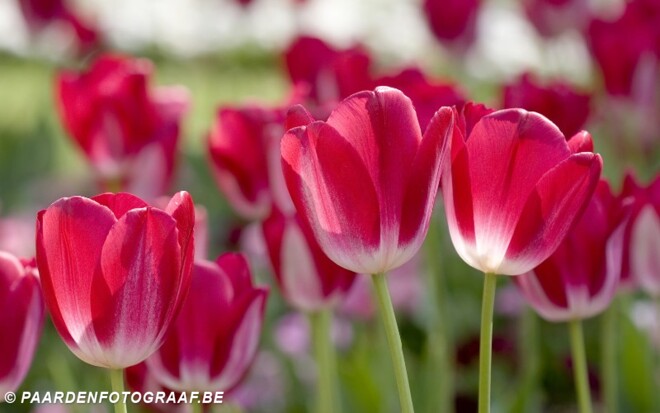 Mei-maand bloemenmaand