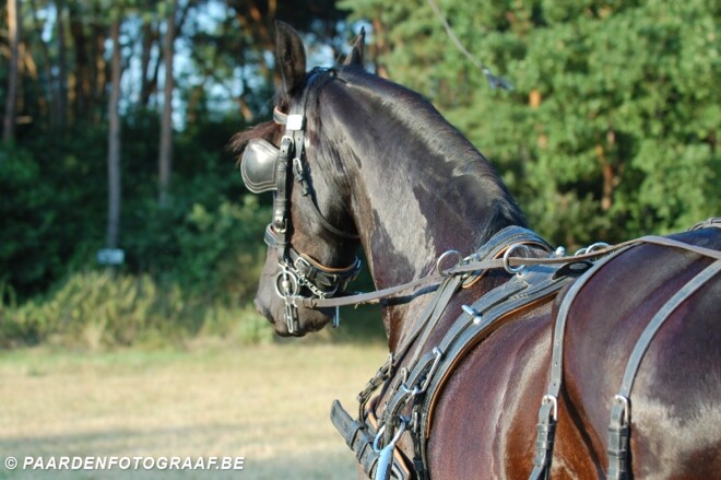 Corona-update voor menners - 20/04
