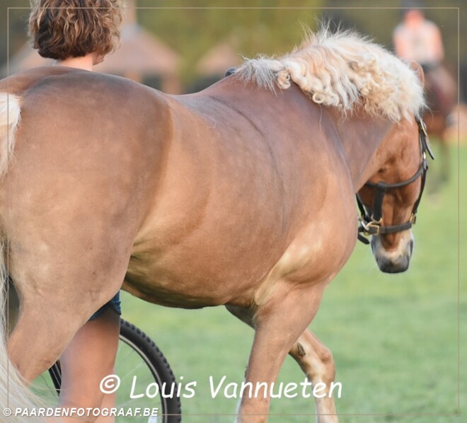 Nieuws voor ponymenners