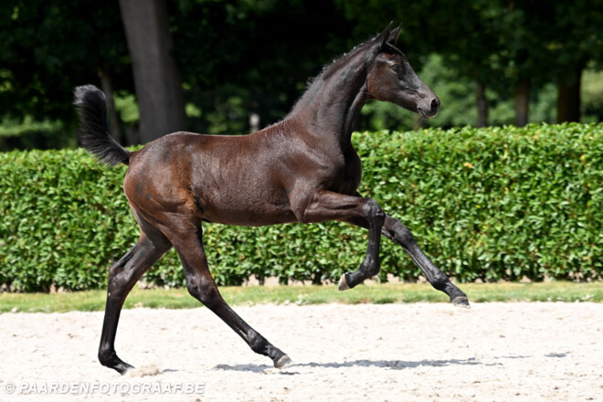 Chantilly Z en Tagano TS Z zijn de winnaars van dag 2!