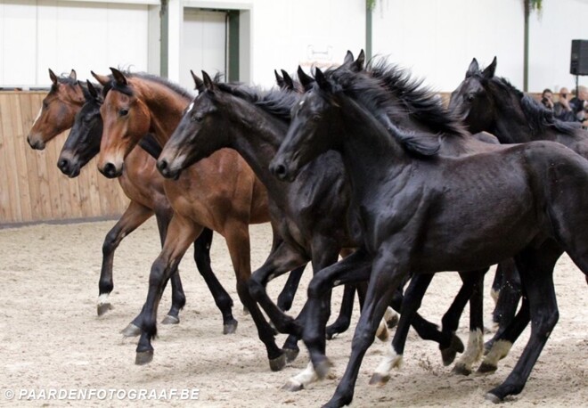 Belgische vrienden vh KWPN dressuurpaard