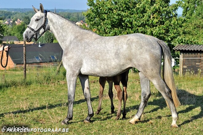 Flanders Mare auction 2015 was weer een succ