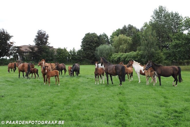 Groen licht voor paardenstallen