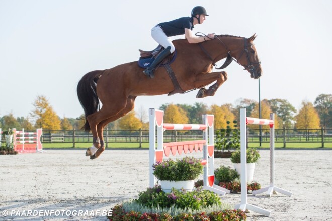 Eerste online veiling gereden springpaarden