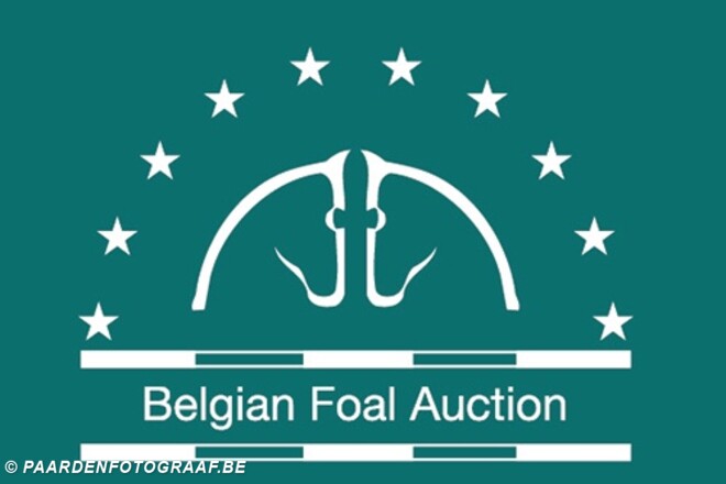 Selectie Belgian Foal Auction 6 juli 2015