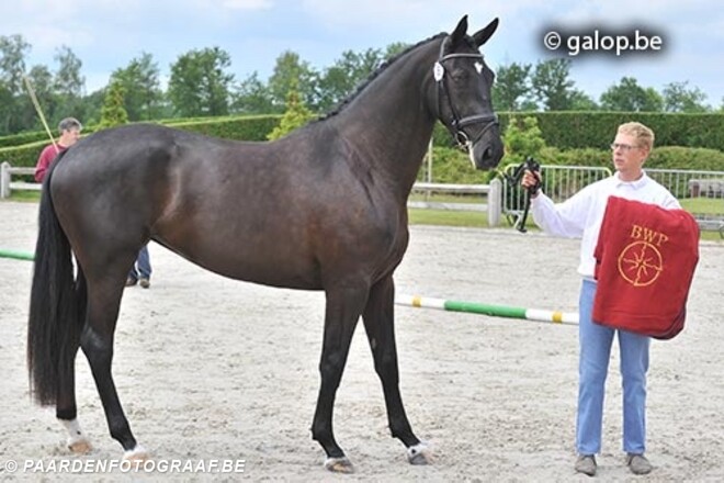 BWP dressuurpaardenprijskamp Geel