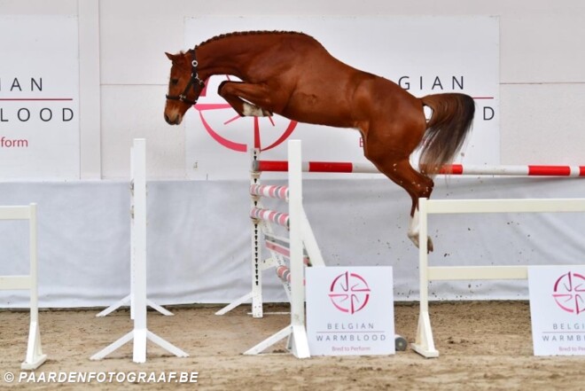 BWP Young Horses Auction: online veiling