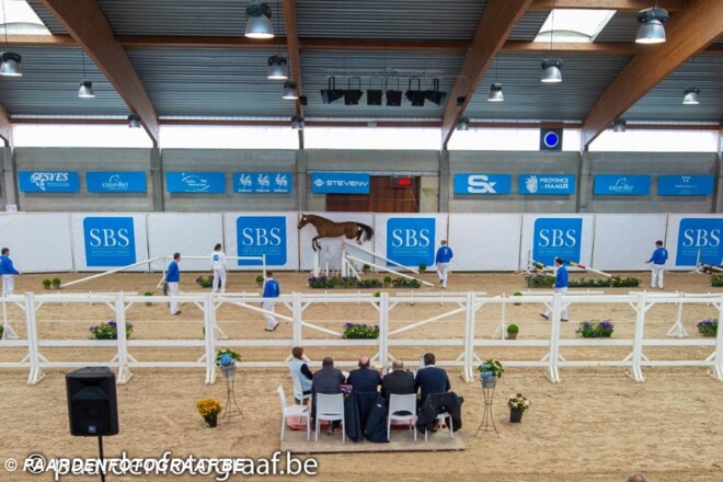 12 nieuwe hengsten bij het SBS