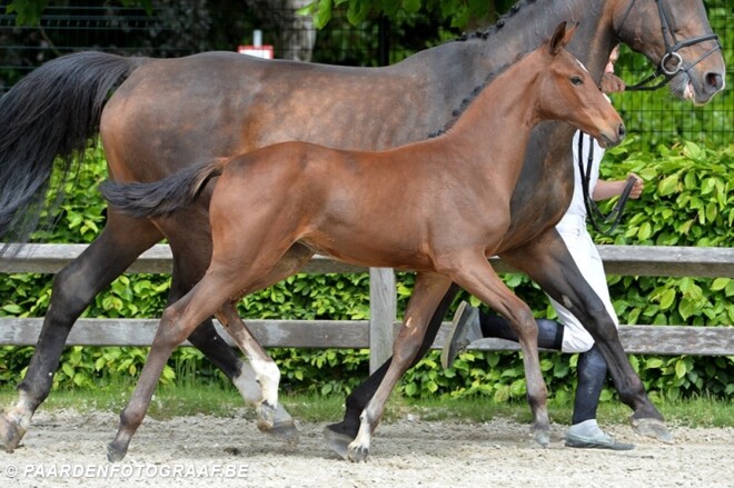 Catelina Van t Merelsnest Z topt FFA-veiling