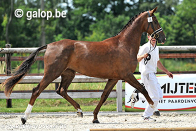 BWP Prijskamp dressuur te Geel