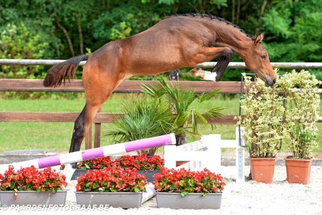 Selectie Belgian Foal Auction