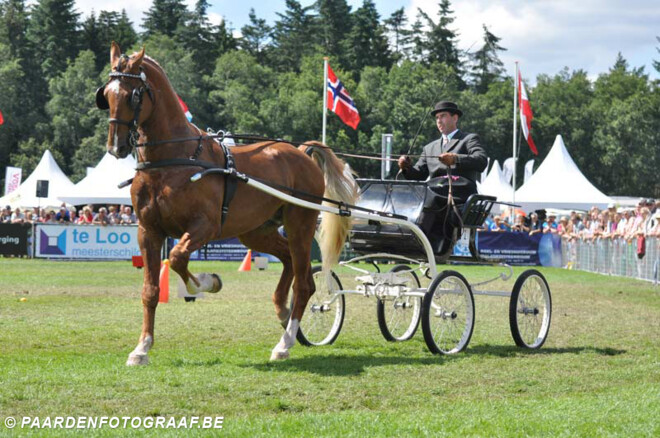 Tuigpaarden showen tijdens Paardenspektakel