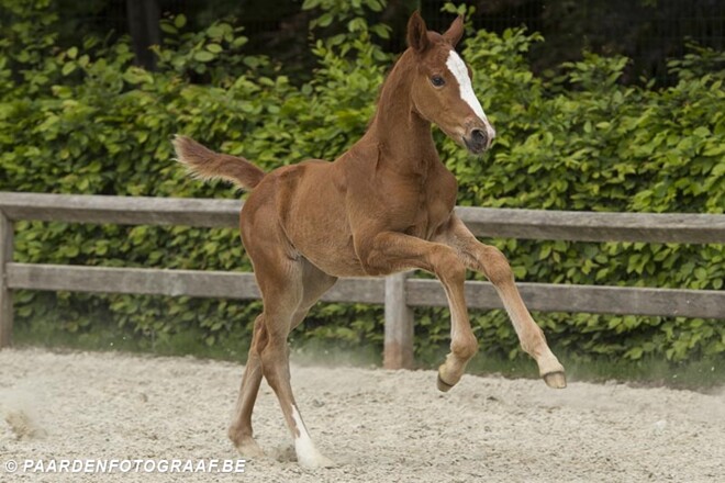Queen Vegas vh Merelsnest veilingtopper FFA