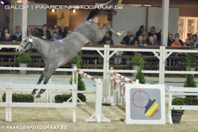 Hunter's Carambole ingeslapen