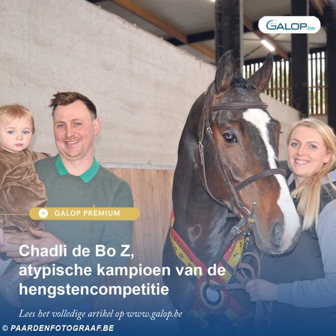 Chadli de Bo Z, atypische kampioen van de hengstencompetitie