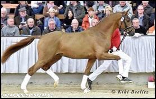 Paarden-KI Service